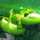 Illustration for article titled Russia Has Lost Contact With Its Gecko Sex Satellite